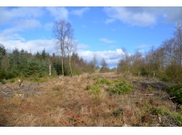 Causeway Wood - SOLD