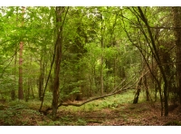 Chaulk Wood - SOLD