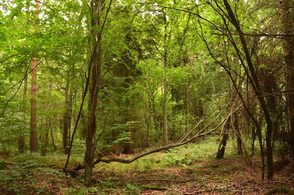 Chaulk Wood - SOLD, Brafferton, near Boroughbridge, North Yorkshire ...