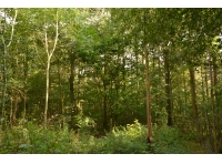 Cosar Wood - SOLD