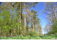 Crophill Wood
