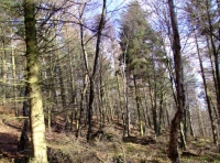 Croxdale Wood - SOLD photo 10