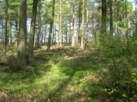 Croxdale Wood - SOLD photo 3