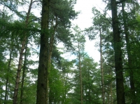 Croxdale Wood - SOLD photo 5