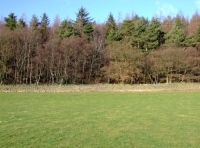 Croxdale Wood - SOLD photo 6
