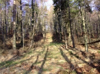Croxdale Wood - SOLD photo 7