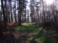 Croxdale Wood - SOLD photo 8