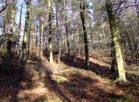 Croxdale Wood - SOLD photo 9