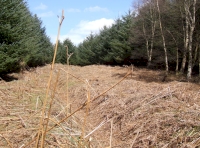 Cultra Wood - SOLD