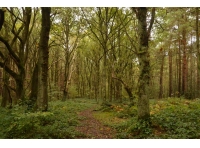 Deira Wood - SOLD