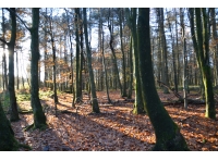 Delacey Wood - SOLD