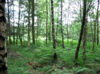 Dere Wood - SOLD