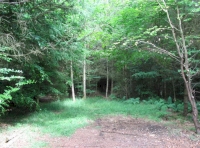 The parking area and walking track giving access in to the wood.