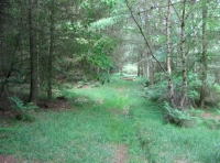 Easy on foot access through the wood
