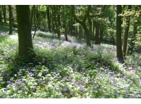 Donway Wood - SOLD