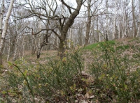 Drifthill Wood - SOLD