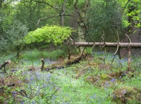 Drumble Wood and Pasture - SOLD