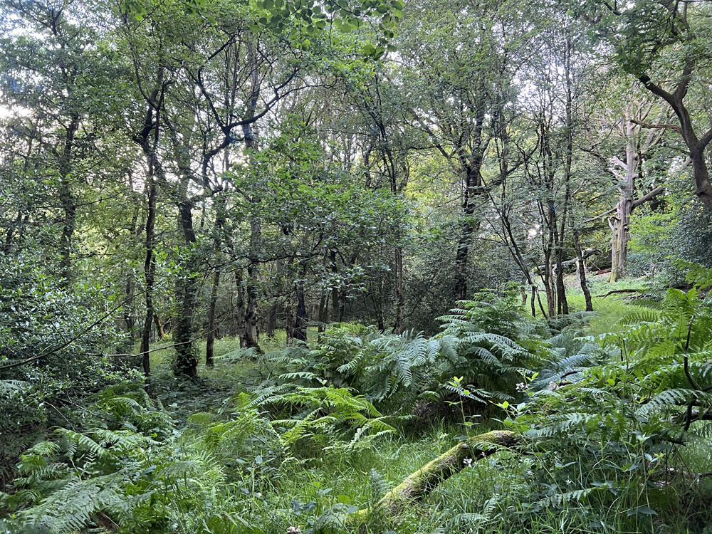 Bracken and ferns on the woodland floor. 