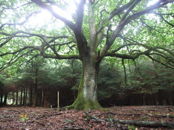 Duncren Wood