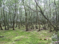 Birch and Bilberry