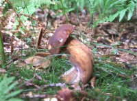 Fungi