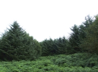 Bracken clearing with spruce backdrop