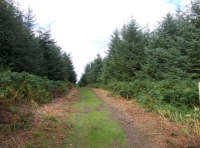 Main acces ride, Duncren wood is on the right
