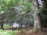 More oaks in Duncren wood
