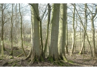 East Thistley Wood