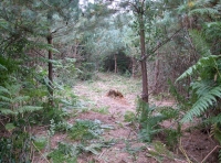 A small clearing