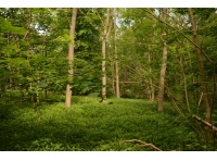 Eppleworth Wood - SOLD