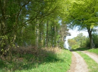 Flass Wood - SOLD