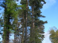 Flass Wood - SOLD photo 3
