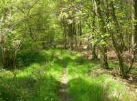 Flass Wood - SOLD photo 5