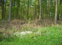 Flass Wood - SOLD photo 6