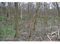 Forgehill Wood - SOLD