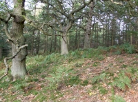 Froggers Wood - SOLD