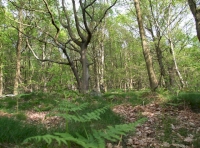 Ganister Wood - SOLD