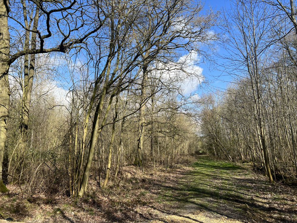 View along the south-eastern boundary, the large oak trees to the left are in Green Wold Wood.