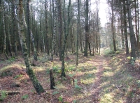 Grinkle Wood - SOLD