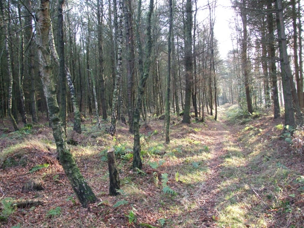 Grinkle Wood - SOLD