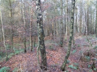 Beech leaves on the woodland floor
