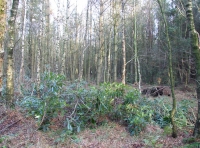 Birch and pine