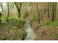 Hambleton Wood - SOLD