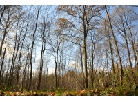 Harker Wood - SOLD