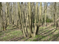 Helmby Wood - SOLD