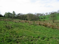 South of the stream