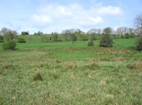 Looking north from the stream
