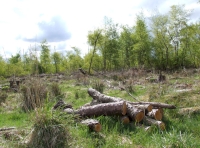 Highkeld Wood
