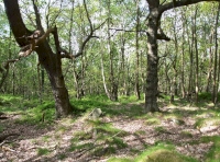 Hirst Wood - SOLD
